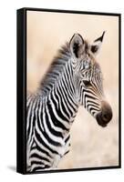 Close-Up of a Burchell's Zebra (Equus Burchelli), Ngorongoro Crater, Ngorongoro, Tanzania-null-Framed Stretched Canvas