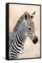 Close-Up of a Burchell's Zebra (Equus Burchelli), Ngorongoro Crater, Ngorongoro, Tanzania-null-Framed Stretched Canvas