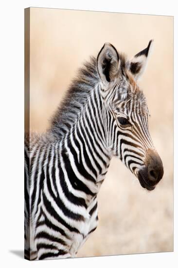 Close-Up of a Burchell's Zebra (Equus Burchelli), Ngorongoro Crater, Ngorongoro, Tanzania-null-Stretched Canvas