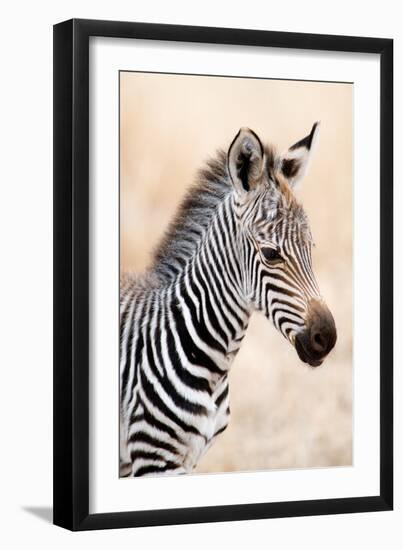 Close-Up of a Burchell's Zebra (Equus Burchelli), Ngorongoro Crater, Ngorongoro, Tanzania-null-Framed Premium Photographic Print