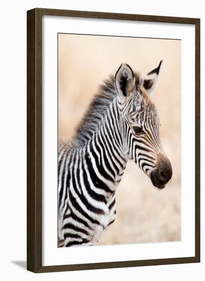 Close-Up of a Burchell's Zebra (Equus Burchelli), Ngorongoro Crater, Ngorongoro, Tanzania-null-Framed Premium Photographic Print