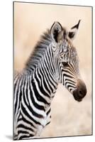 Close-Up of a Burchell's Zebra (Equus Burchelli), Ngorongoro Crater, Ngorongoro, Tanzania-null-Mounted Premium Photographic Print