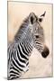 Close-Up of a Burchell's Zebra (Equus Burchelli), Ngorongoro Crater, Ngorongoro, Tanzania-null-Mounted Premium Photographic Print