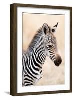 Close-Up of a Burchell's Zebra (Equus Burchelli), Ngorongoro Crater, Ngorongoro, Tanzania-null-Framed Photographic Print