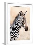 Close-Up of a Burchell's Zebra (Equus Burchelli), Ngorongoro Crater, Ngorongoro, Tanzania-null-Framed Photographic Print