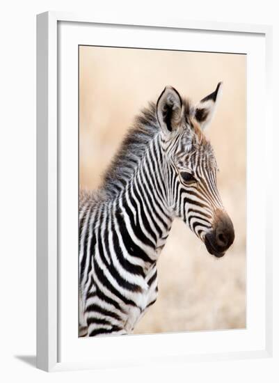 Close-Up of a Burchell's Zebra (Equus Burchelli), Ngorongoro Crater, Ngorongoro, Tanzania-null-Framed Photographic Print