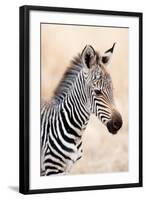 Close-Up of a Burchell's Zebra (Equus Burchelli), Ngorongoro Crater, Ngorongoro, Tanzania-null-Framed Photographic Print