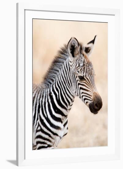 Close-Up of a Burchell's Zebra (Equus Burchelli), Ngorongoro Crater, Ngorongoro, Tanzania-null-Framed Photographic Print