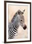 Close-Up of a Burchell's Zebra (Equus Burchelli), Ngorongoro Crater, Ngorongoro, Tanzania-null-Framed Photographic Print