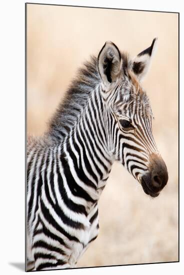 Close-Up of a Burchell's Zebra (Equus Burchelli), Ngorongoro Crater, Ngorongoro, Tanzania-null-Mounted Photographic Print