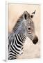 Close-Up of a Burchell's Zebra (Equus Burchelli), Ngorongoro Crater, Ngorongoro, Tanzania-null-Framed Photographic Print