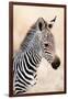 Close-Up of a Burchell's Zebra (Equus Burchelli), Ngorongoro Crater, Ngorongoro, Tanzania-null-Framed Photographic Print