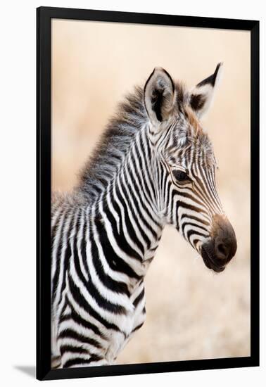 Close-Up of a Burchell's Zebra (Equus Burchelli), Ngorongoro Crater, Ngorongoro, Tanzania-null-Framed Photographic Print