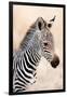 Close-Up of a Burchell's Zebra (Equus Burchelli), Ngorongoro Crater, Ngorongoro, Tanzania-null-Framed Premium Photographic Print