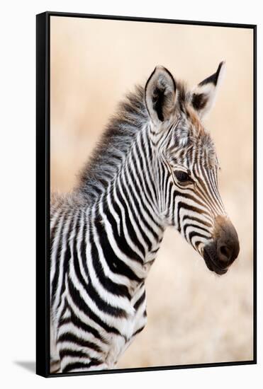 Close-Up of a Burchell's Zebra (Equus Burchelli), Ngorongoro Crater, Ngorongoro, Tanzania-null-Framed Stretched Canvas