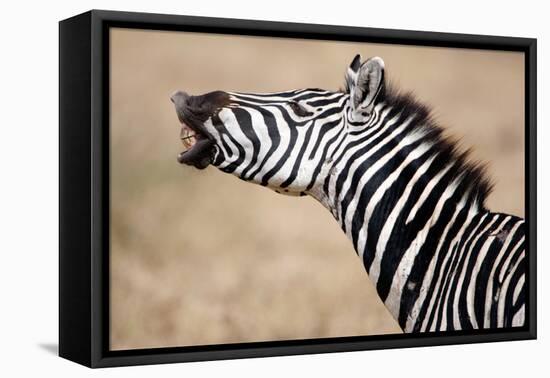 Close-Up of a Burchell's Zebra (Equus Burchelli), Tarangire National Park, Tanzania-null-Framed Stretched Canvas