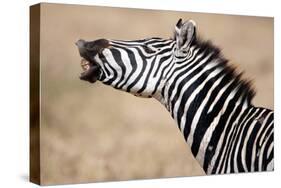 Close-Up of a Burchell's Zebra (Equus Burchelli), Tarangire National Park, Tanzania-null-Stretched Canvas