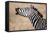 Close-Up of a Burchell's Zebra (Equus Burchelli), Tarangire National Park, Tanzania-null-Framed Stretched Canvas