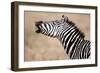 Close-Up of a Burchell's Zebra (Equus Burchelli), Tarangire National Park, Tanzania-null-Framed Photographic Print