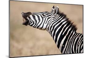 Close-Up of a Burchell's Zebra (Equus Burchelli), Tarangire National Park, Tanzania-null-Mounted Photographic Print