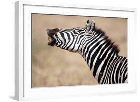 Close-Up of a Burchell's Zebra (Equus Burchelli), Tarangire National Park, Tanzania-null-Framed Photographic Print