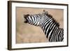 Close-Up of a Burchell's Zebra (Equus Burchelli), Tarangire National Park, Tanzania-null-Framed Photographic Print