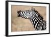 Close-Up of a Burchell's Zebra (Equus Burchelli), Tarangire National Park, Tanzania-null-Framed Photographic Print