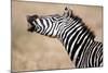 Close-Up of a Burchell's Zebra (Equus Burchelli), Tarangire National Park, Tanzania-null-Mounted Photographic Print