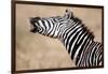 Close-Up of a Burchell's Zebra (Equus Burchelli), Tarangire National Park, Tanzania-null-Framed Photographic Print