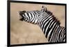 Close-Up of a Burchell's Zebra (Equus Burchelli), Tarangire National Park, Tanzania-null-Framed Photographic Print