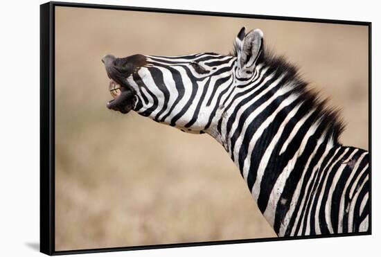 Close-Up of a Burchell's Zebra (Equus Burchelli), Tarangire National Park, Tanzania-null-Framed Stretched Canvas