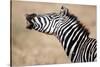 Close-Up of a Burchell's Zebra (Equus Burchelli), Tarangire National Park, Tanzania-null-Stretched Canvas