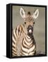 Close-Up of a Burchell's Zebra Foal, Ngorongoro Crater, Ngorongoro, Tanzania-null-Framed Stretched Canvas