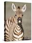 Close-Up of a Burchell's Zebra Foal, Ngorongoro Crater, Ngorongoro, Tanzania-null-Stretched Canvas