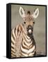 Close-Up of a Burchell's Zebra Foal, Ngorongoro Crater, Ngorongoro, Tanzania-null-Framed Stretched Canvas