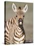 Close-Up of a Burchell's Zebra Foal, Ngorongoro Crater, Ngorongoro, Tanzania-null-Stretched Canvas