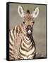 Close-Up of a Burchell's Zebra Foal, Ngorongoro Crater, Ngorongoro, Tanzania-null-Framed Stretched Canvas