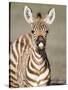 Close-Up of a Burchell's Zebra Foal, Ngorongoro Crater, Ngorongoro, Tanzania-null-Stretched Canvas