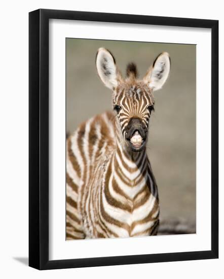 Close-Up of a Burchell's Zebra Foal, Ngorongoro Crater, Ngorongoro, Tanzania-null-Framed Photographic Print