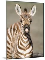 Close-Up of a Burchell's Zebra Foal, Ngorongoro Crater, Ngorongoro, Tanzania-null-Mounted Photographic Print