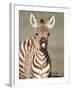 Close-Up of a Burchell's Zebra Foal, Ngorongoro Crater, Ngorongoro, Tanzania-null-Framed Photographic Print