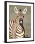 Close-Up of a Burchell's Zebra Foal, Ngorongoro Crater, Ngorongoro, Tanzania-null-Framed Photographic Print