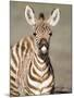 Close-Up of a Burchell's Zebra Foal, Ngorongoro Crater, Ngorongoro, Tanzania-null-Mounted Photographic Print