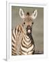 Close-Up of a Burchell's Zebra Foal, Ngorongoro Crater, Ngorongoro, Tanzania-null-Framed Photographic Print