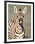 Close-Up of a Burchell's Zebra Foal, Ngorongoro Crater, Ngorongoro, Tanzania-null-Framed Photographic Print