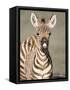 Close-Up of a Burchell's Zebra Foal, Ngorongoro Crater, Ngorongoro, Tanzania-null-Framed Stretched Canvas
