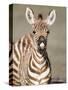 Close-Up of a Burchell's Zebra Foal, Ngorongoro Crater, Ngorongoro, Tanzania-null-Stretched Canvas