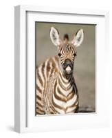 Close-Up of a Burchell's Zebra Foal, Ngorongoro Crater, Ngorongoro, Tanzania-null-Framed Photographic Print