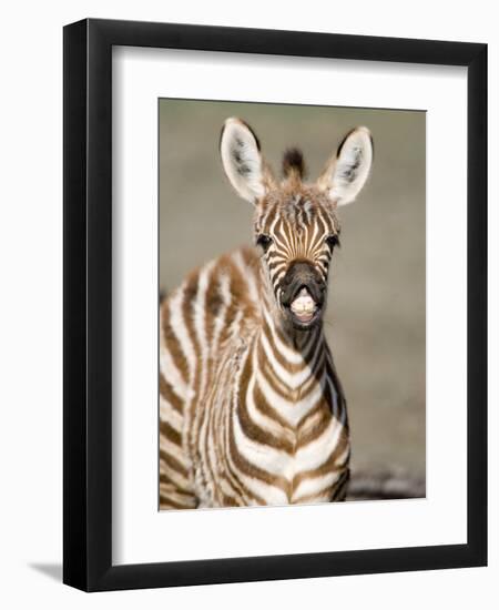 Close-Up of a Burchell's Zebra Foal, Ngorongoro Crater, Ngorongoro, Tanzania-null-Framed Premium Photographic Print