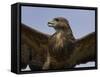 Close-Up of a Buzzard (Buteo Buteo), Captive, Cumbria, England, United Kingdom-Steve & Ann Toon-Framed Stretched Canvas